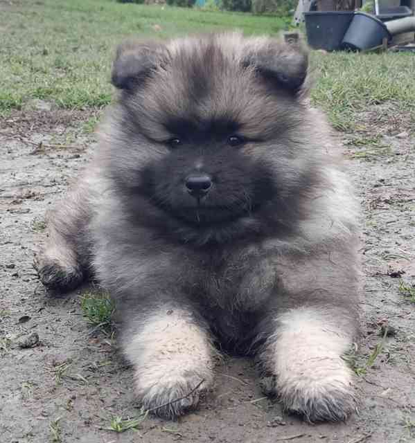 Německý špic vlčí / keeshond prodám štěňata s PP - foto 6