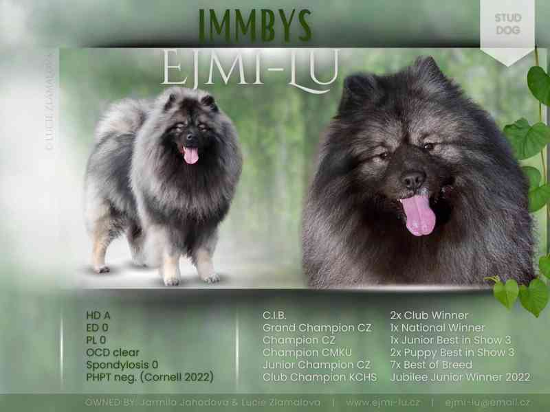 Německý špic vlčí / keeshond prodám štěňata s PP - foto 14