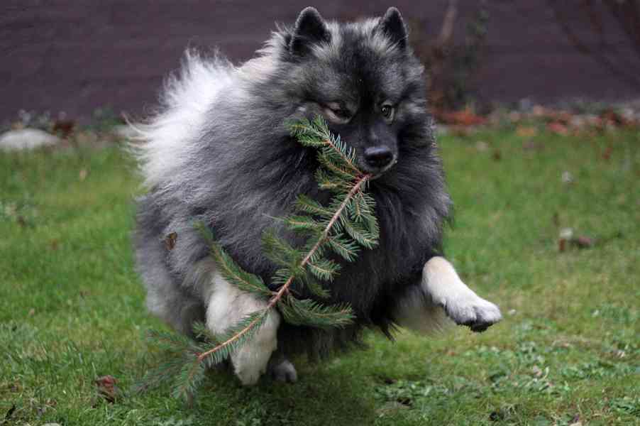Německý špic vlčí / keeshond prodám štěňata s PP - foto 16