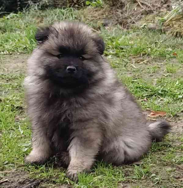 Německý špic vlčí / keeshond prodám štěňata s PP - foto 9