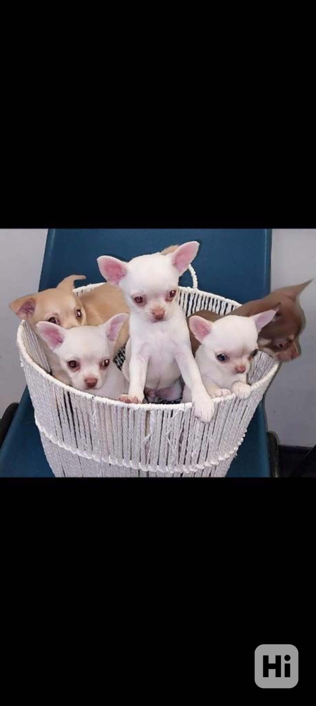 čivava psik - foto 1