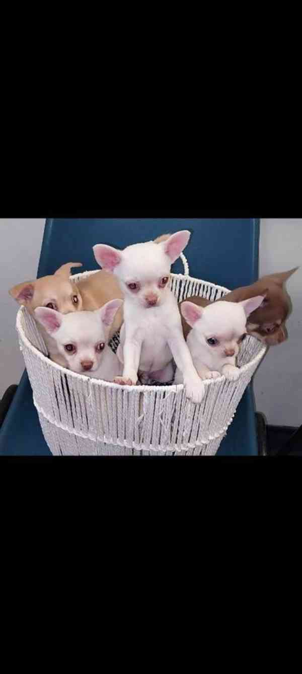 čivava psik - foto 1