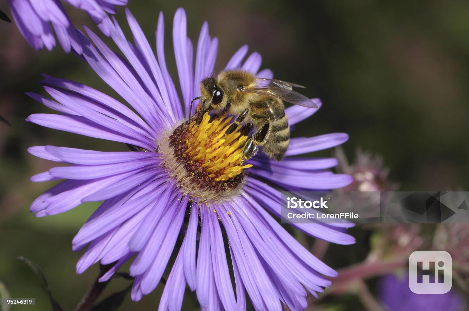 prodam zimované včelí oddělky - foto 1