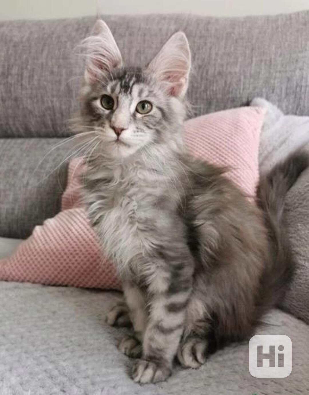 Okouzlující koťátka Maine Coon jsou ihned k dispozici - foto 1