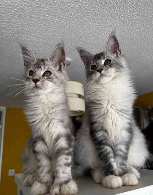 Okouzlující koťátka Maine Coon jsou ihned k dispozici - foto 2