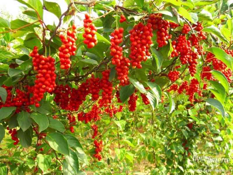 Schizandra chinensis - semena 10 ks - foto 1