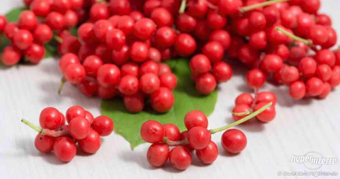 Schizandra chinensis - semena 10 ks - foto 2