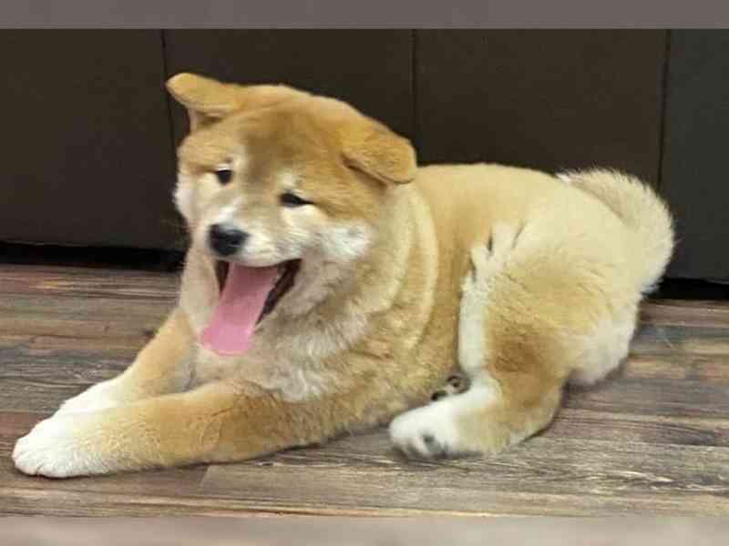 Červené Shiba Inu. Bez PP. - foto 3