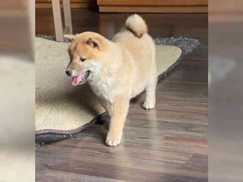 Červené Shiba Inu. Bez PP. - foto 2