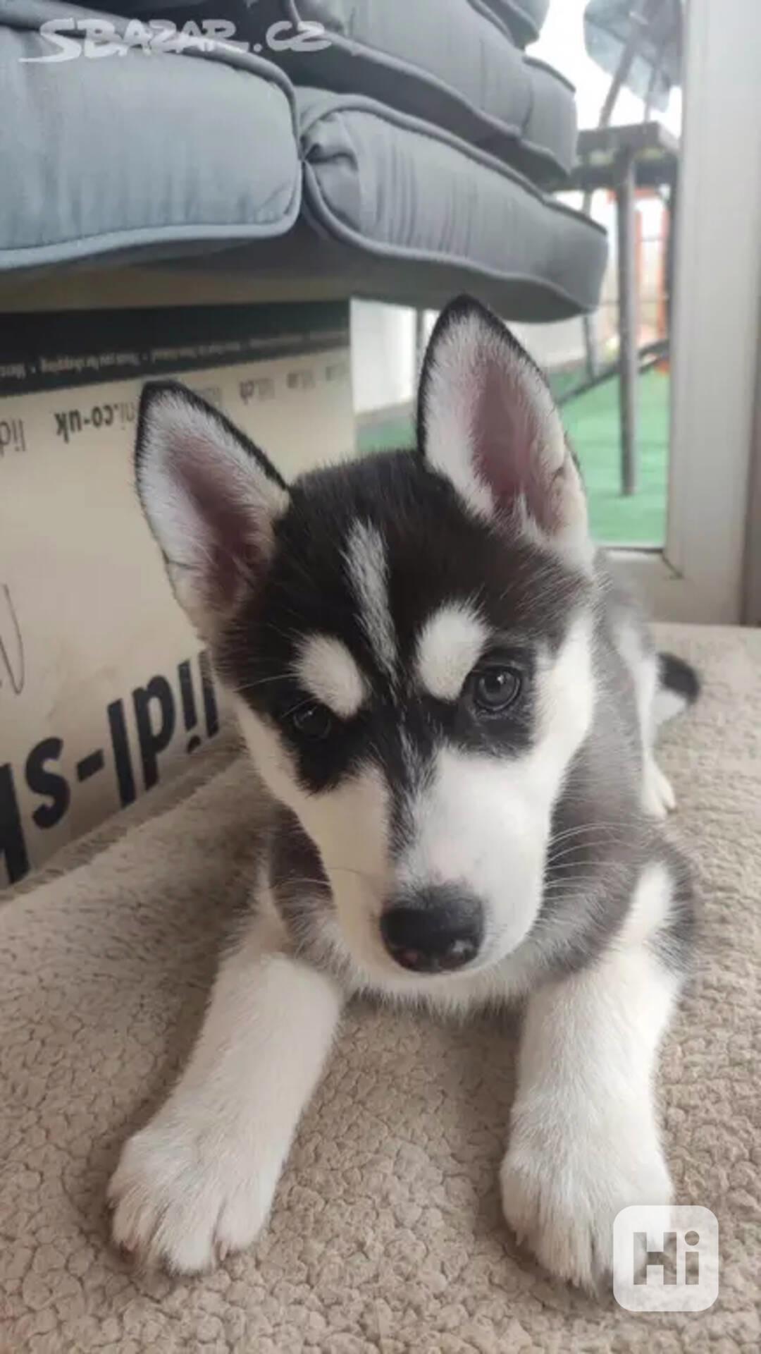 štěňata husky - foto 1