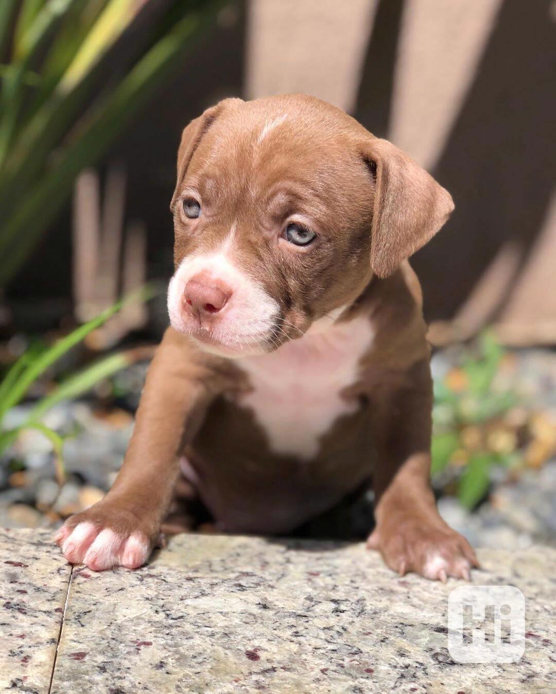 Dech beroucí pitbull štěně - foto 1