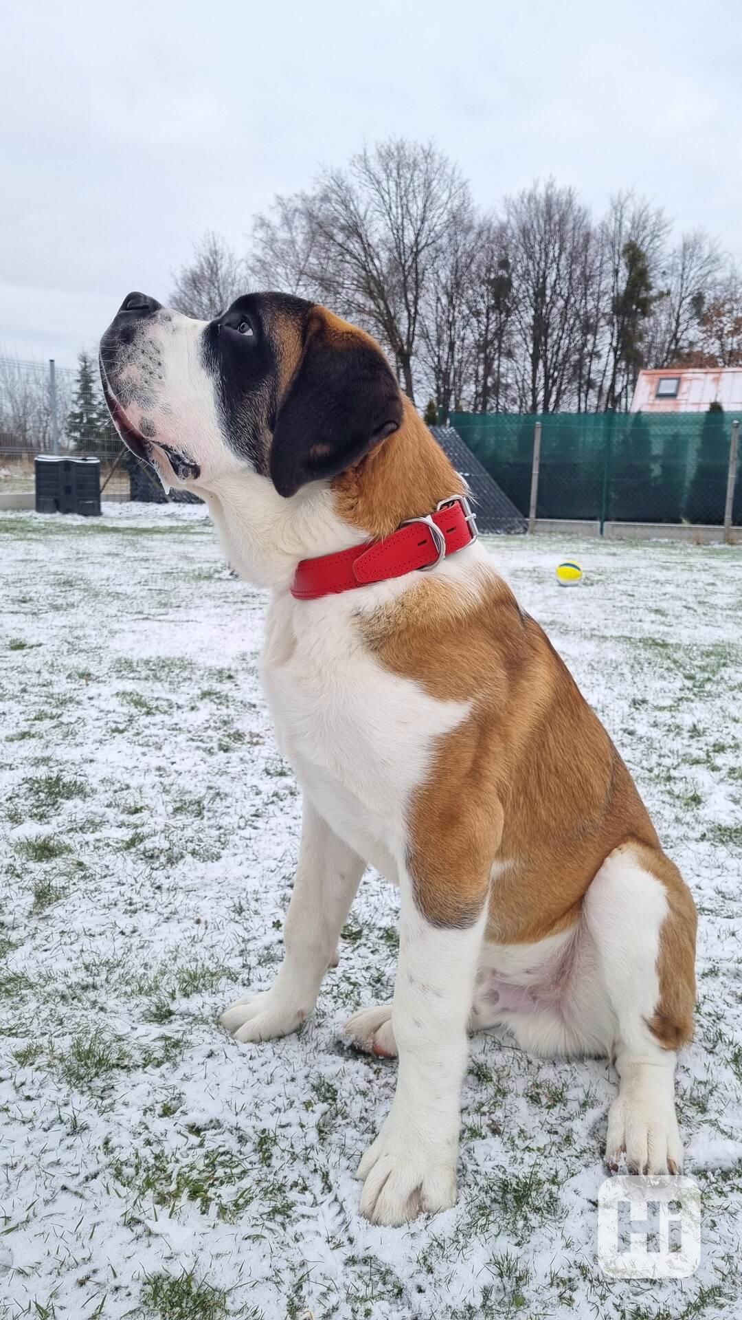 Kožený obojek pro psa – ruční výroba, česká dílna - foto 1