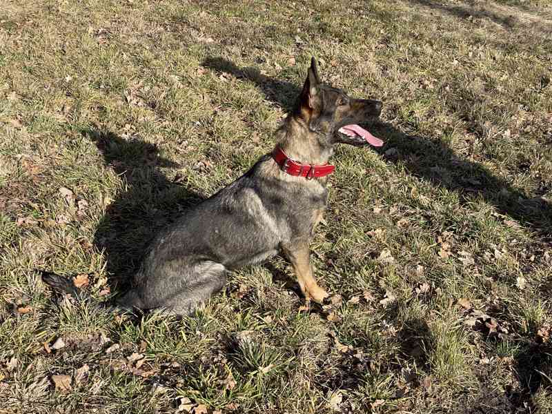 Kožený obojek pro psa – ruční výroba, česká dílna - foto 3