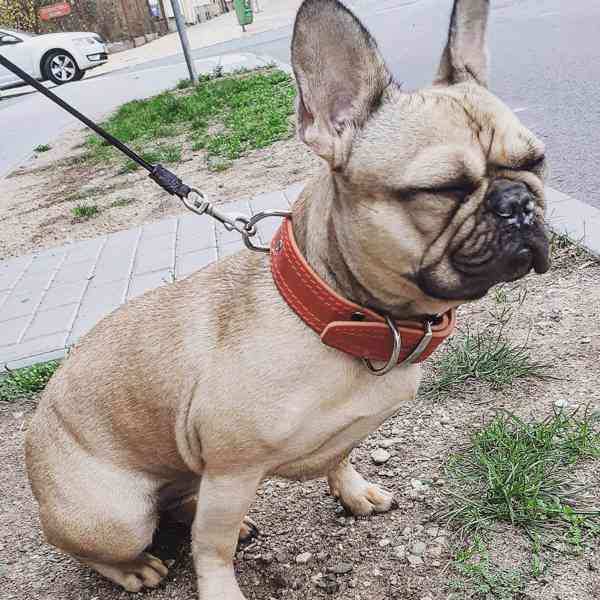 Kožený obojek pro psa – ruční výroba, česká dílna - foto 5