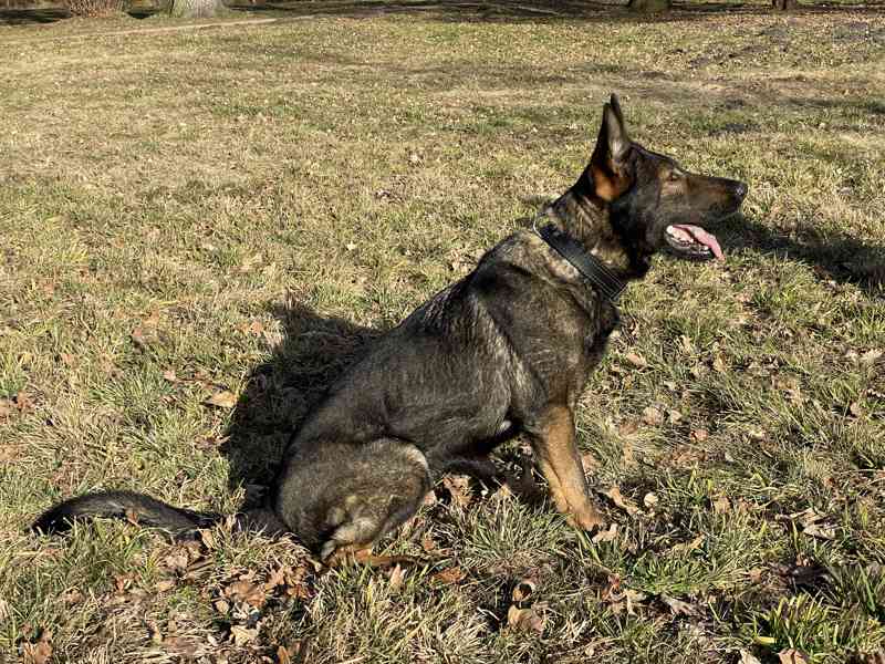 Kožený obojek pro psa – ruční výroba, česká dílna - foto 4