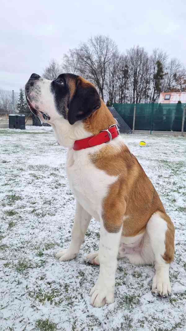 Kožený obojek pro psa – ruční výroba, česká dílna