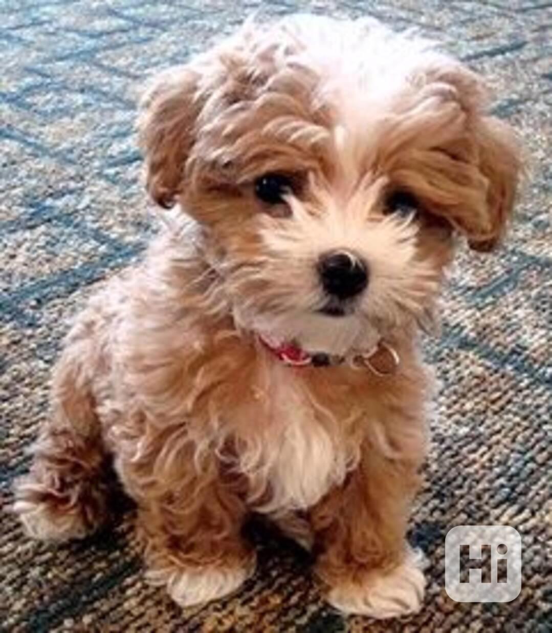 🧸 VÝJIMEČNÉ! XS MALTIPOO ŠTĚŇATA🧸 Moje holčička Elsa porod - foto 1