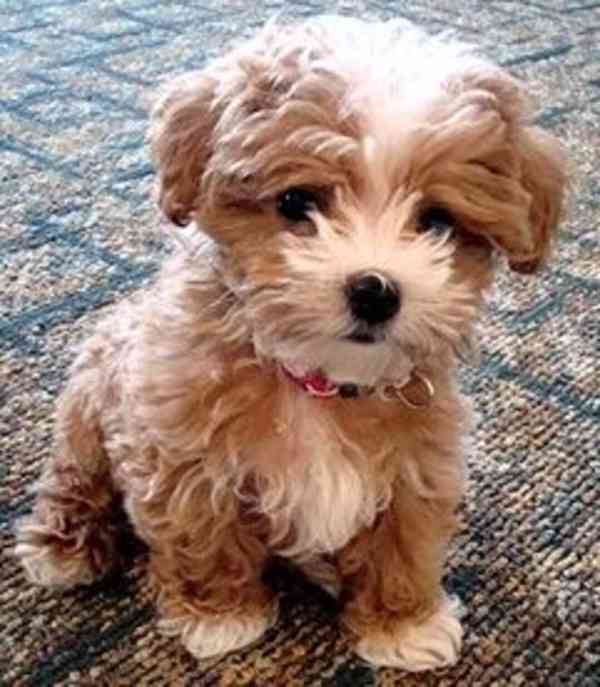 🧸 VÝJIMEČNÉ! XS MALTIPOO ŠTĚŇATA🧸 Moje holčička Elsa porod - foto 1