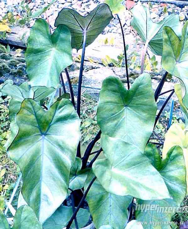 Colocasia esculenta - foto 1