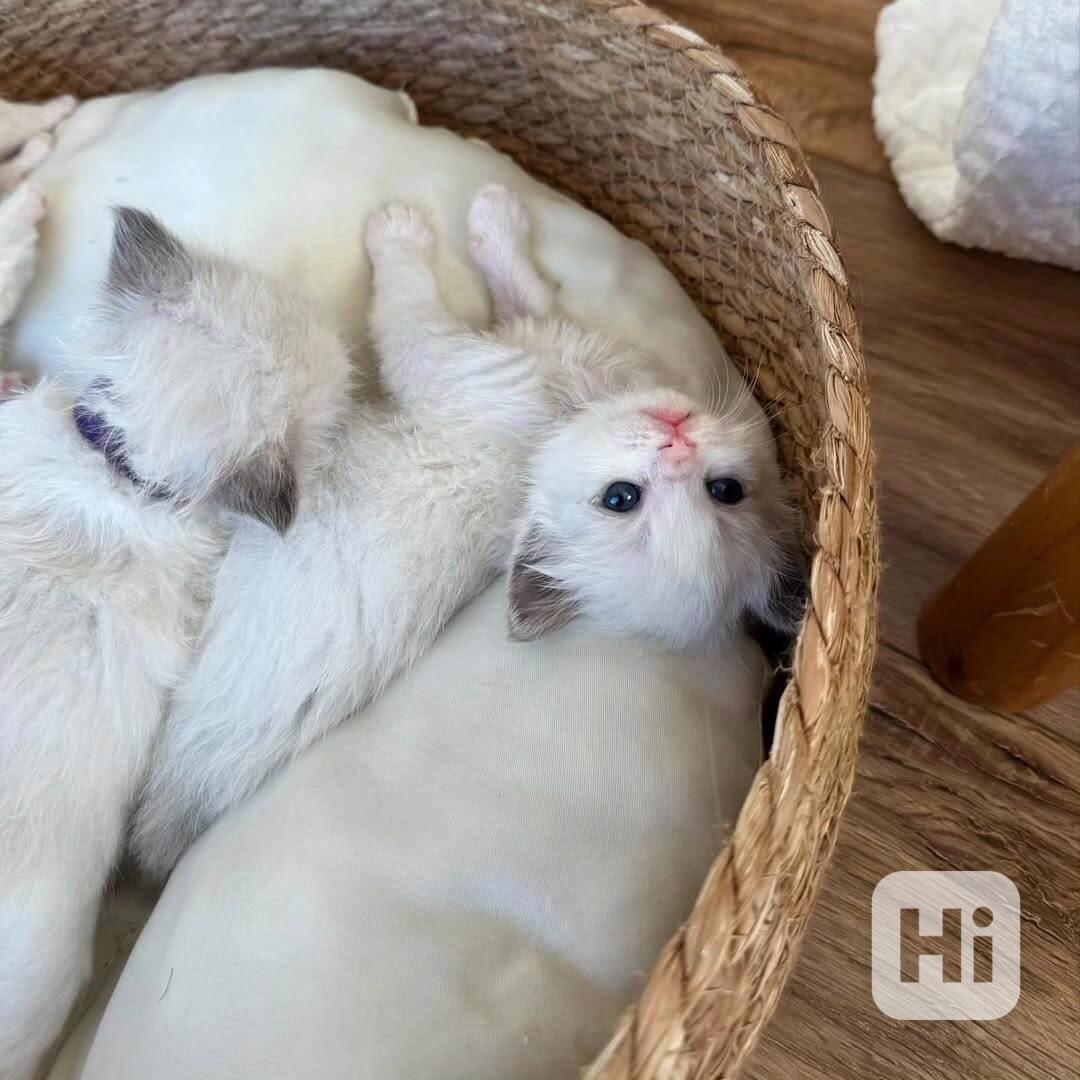 Koťata plemene Ragdoll k adopci - foto 1