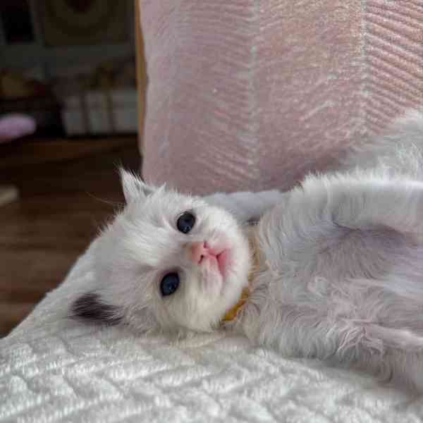 Koťata plemene Ragdoll k adopci - foto 2