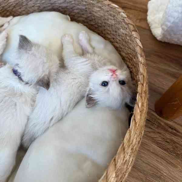 Koťata plemene Ragdoll k adopci