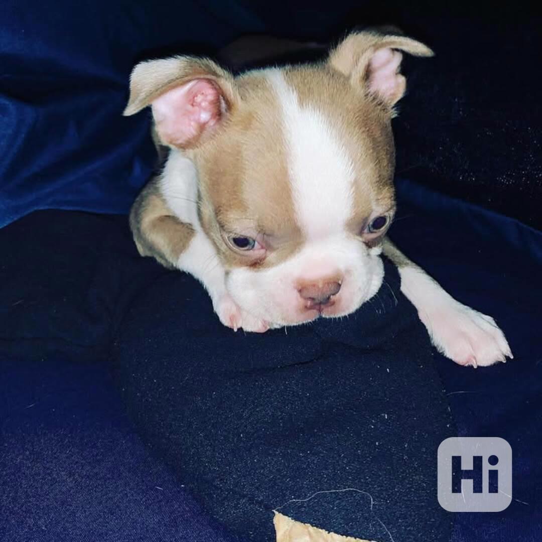 Štěně bostonského teriéra hledá nový domov.