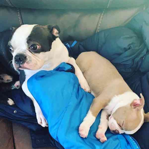 Štěně bostonského teriéra hledá nový domov. - foto 3