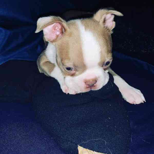 Štěně bostonského teriéra hledá nový domov. - foto 1