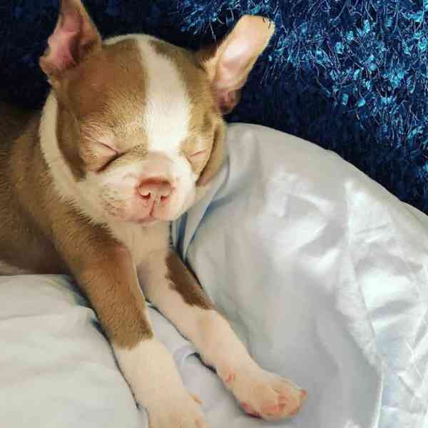 Štěně bostonského teriéra hledá nový domov. - foto 4