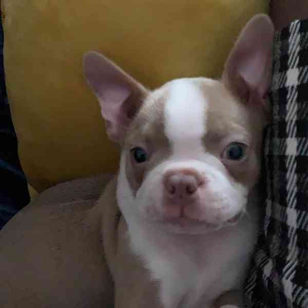 Štěně bostonského teriéra hledá nový domov. - foto 2