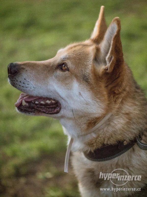 MAX - ČSV x akita, kastrovaný pes - foto 1