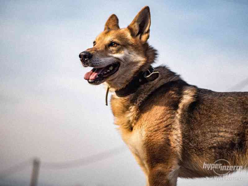 MAX - ČSV x akita, kastrovaný pes - foto 4