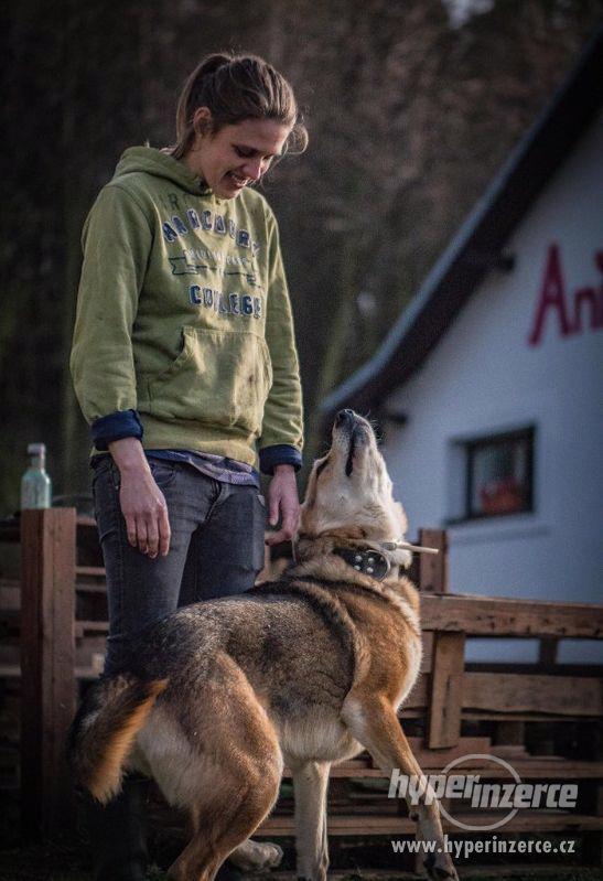 MAX - ČSV x akita, kastrovaný pes - foto 5