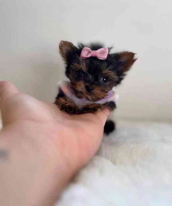 Štěňata jorkšírského teriéra Pp - foto 2