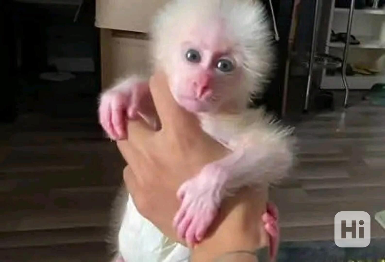  K dispozici kapucín pro zábavu - foto 1