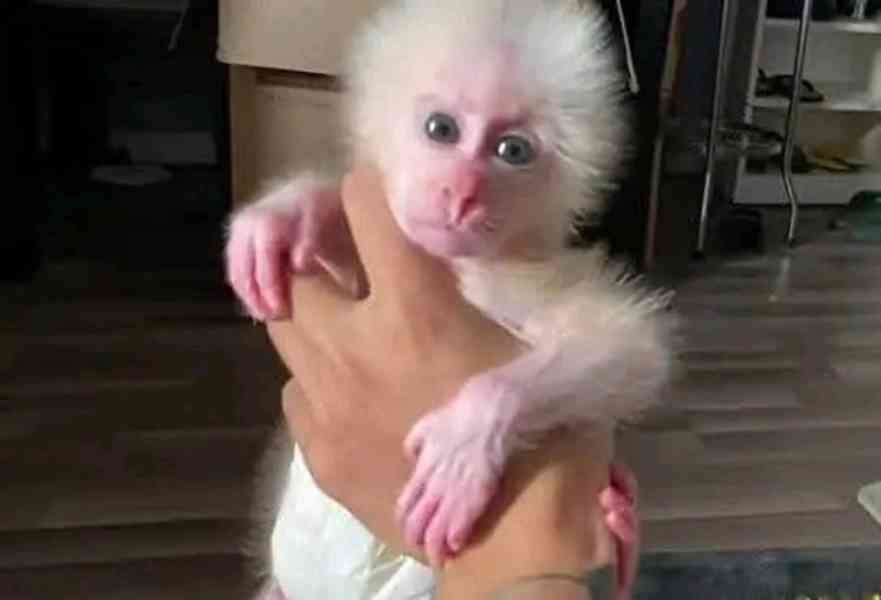  K dispozici kapucín pro zábavu