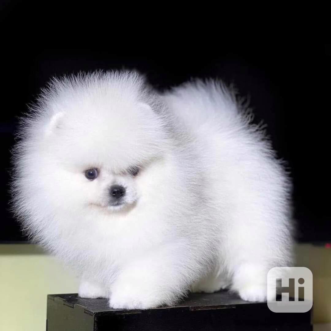 Štěňata pomeraniana k adopci zdarma.  - foto 1
