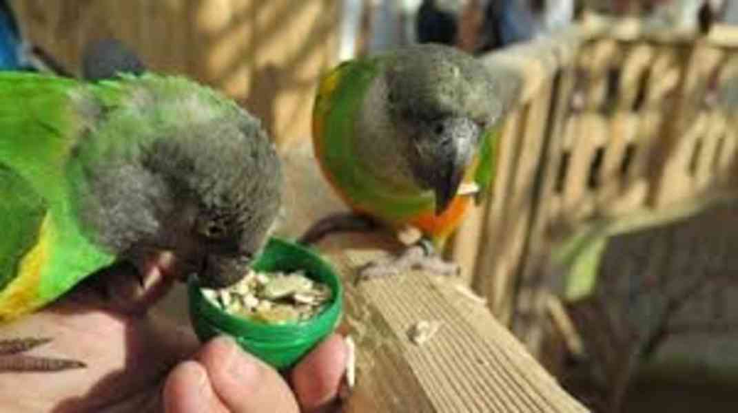 Příslušenství a klec pro senegalské papoušky Nasměruji své p - foto 1