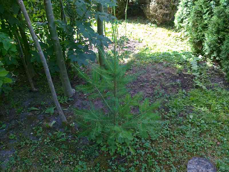 Buxus + cypřiš + jedle - foto 4