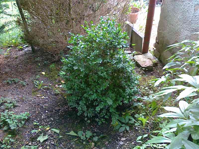 Buxus + cypřiš + jedle