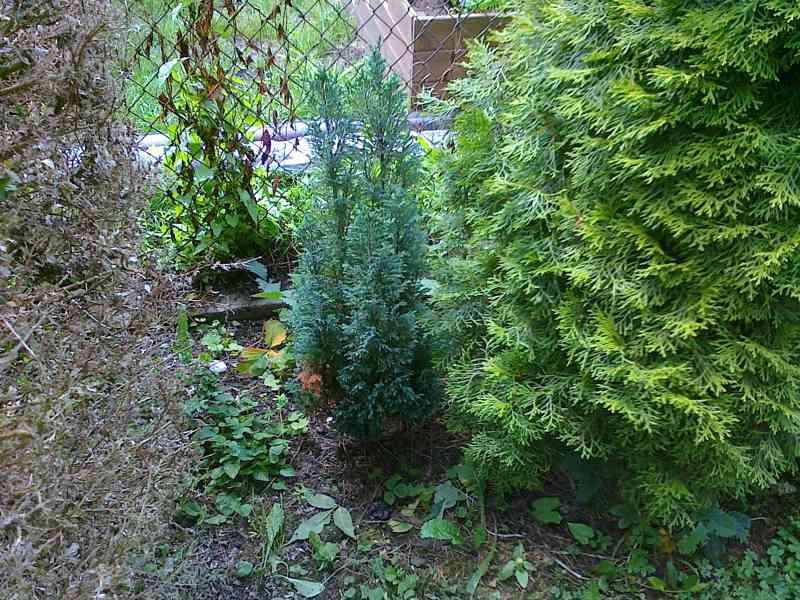 Buxus + cypřiš + jedle - foto 3