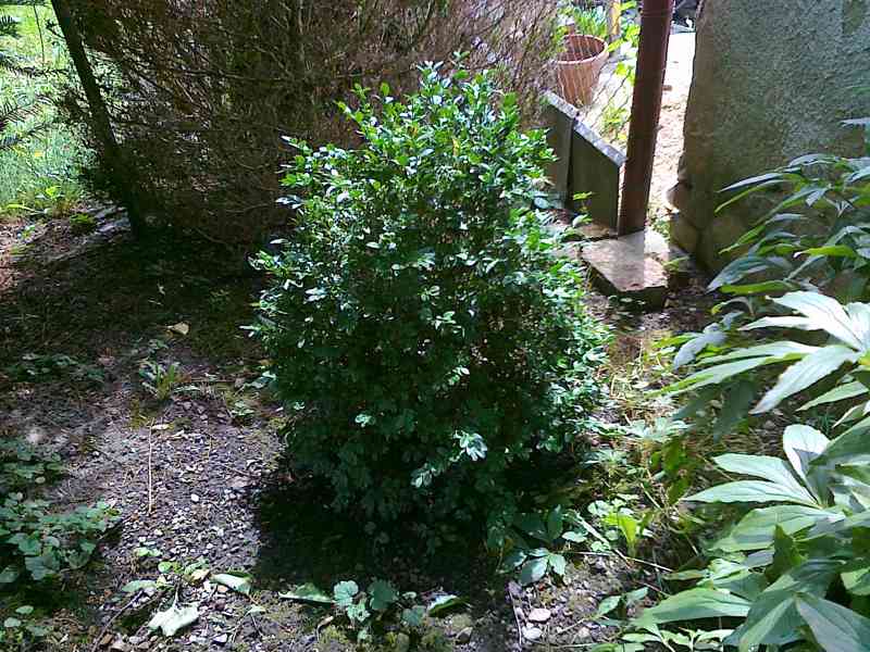Buxus + cypřiš + jedle - foto 2