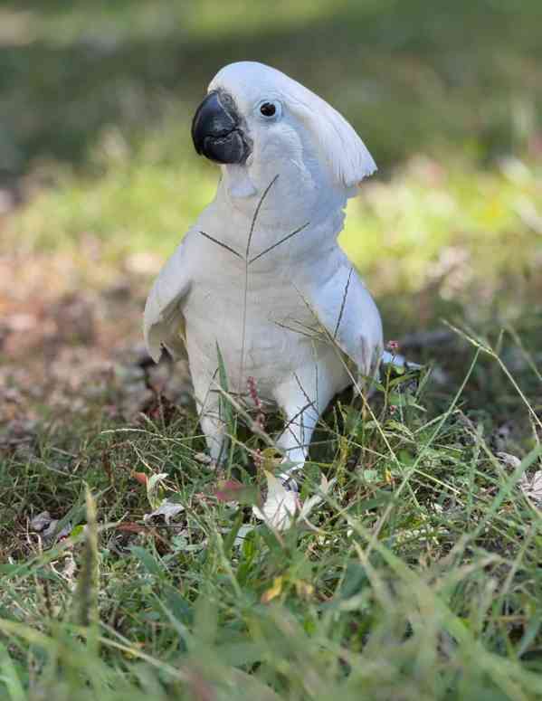 Krásní papoušci kakadu na prodej - foto 4