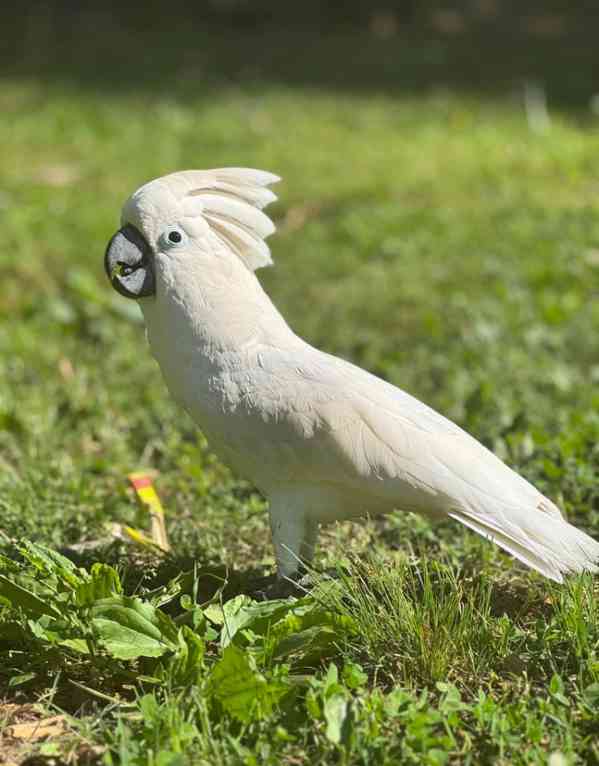 Krásní papoušci kakadu na prodej - foto 2