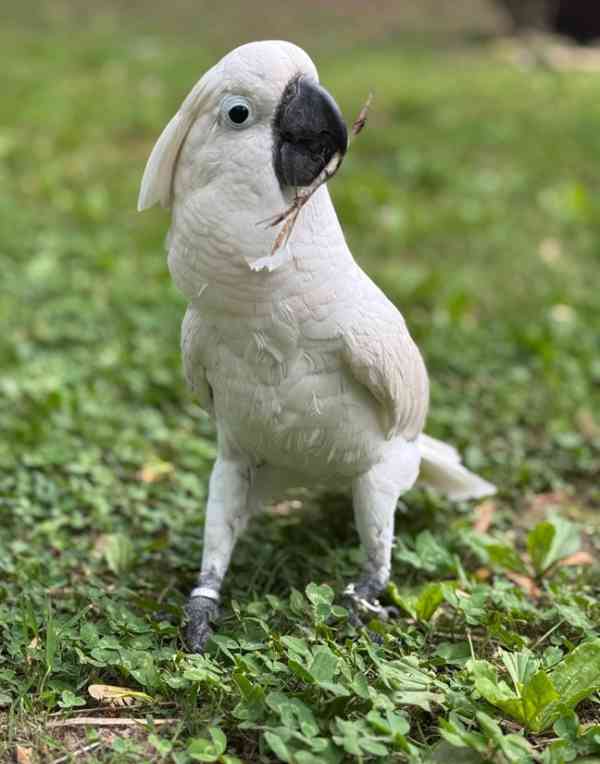 Krásní papoušci kakadu na prodej