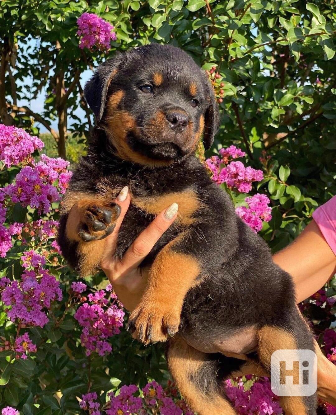 Dárek štěňata rotvajlera k adopci zdarma  - foto 1