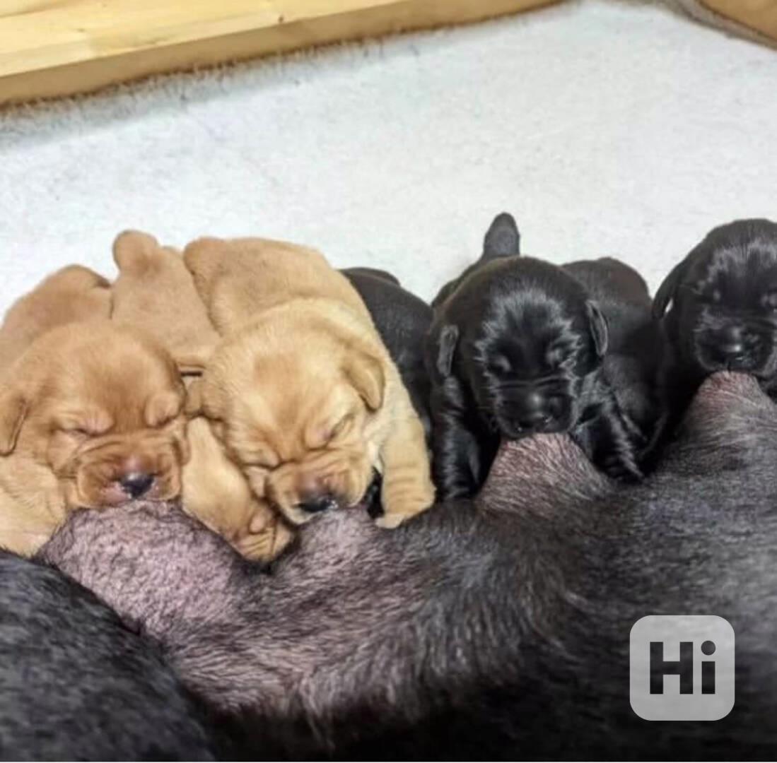 Štěňata labradora úžasná - foto 1