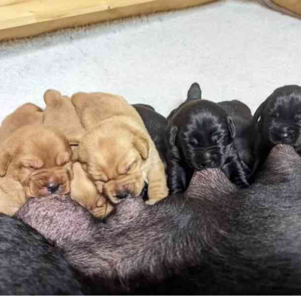 Štěňata labradora úžasná - foto 1