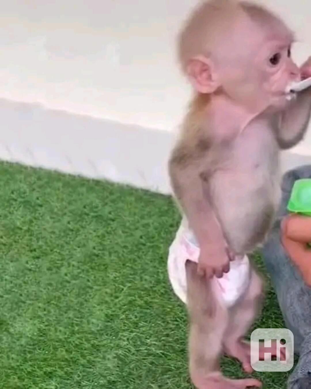  Znovunajímání roztomilých kapucínských opic - foto 1